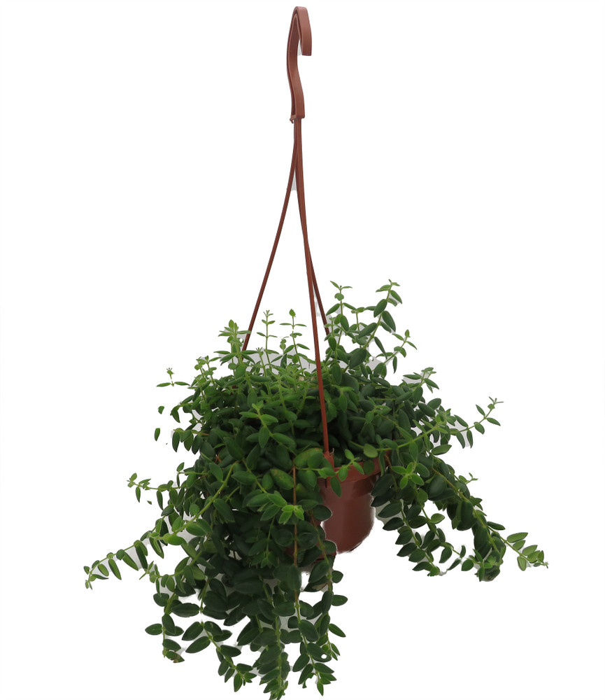 Small Leaf Lipstick Plant - 6" Hanging Basket - Aeschynanthus lobbianus gracilis