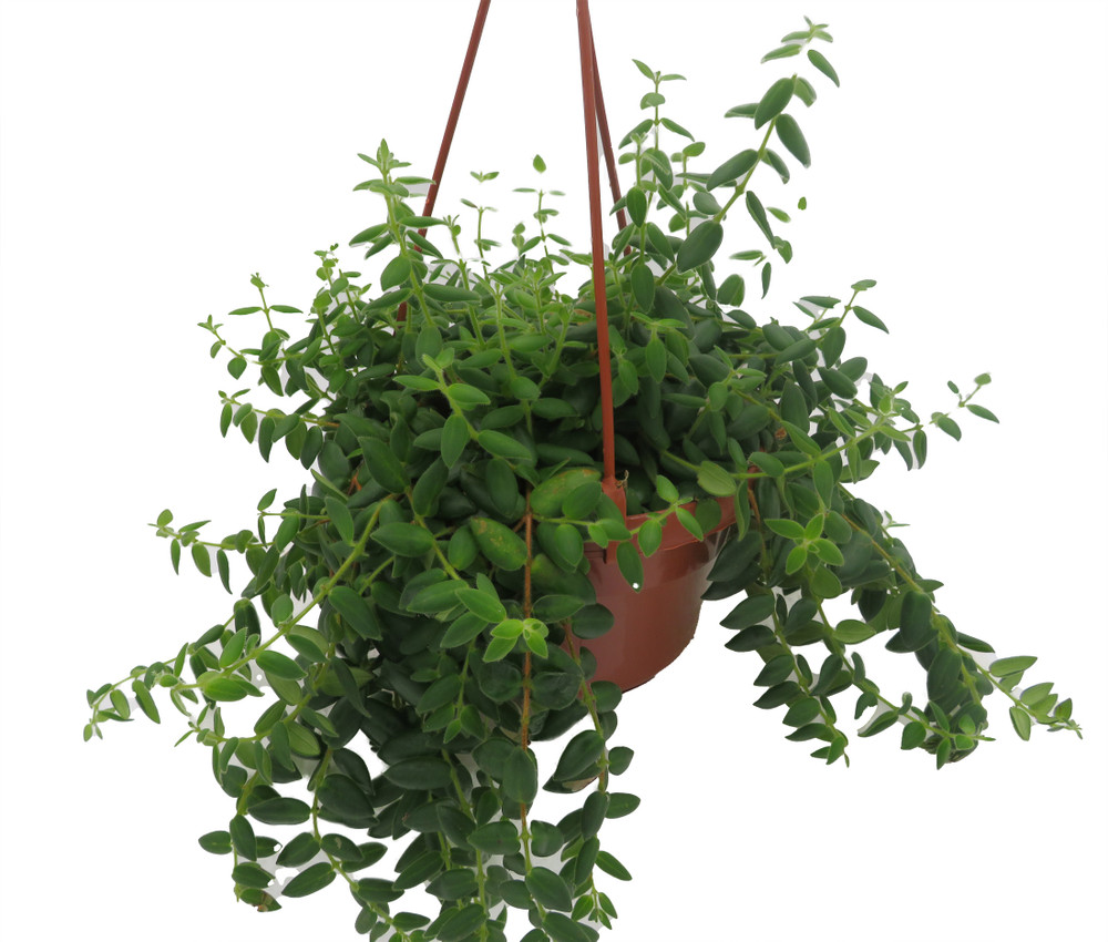 Small Leaf Lipstick Plant - 6" Hanging Basket - Aeschynanthus lobbianus gracilis
