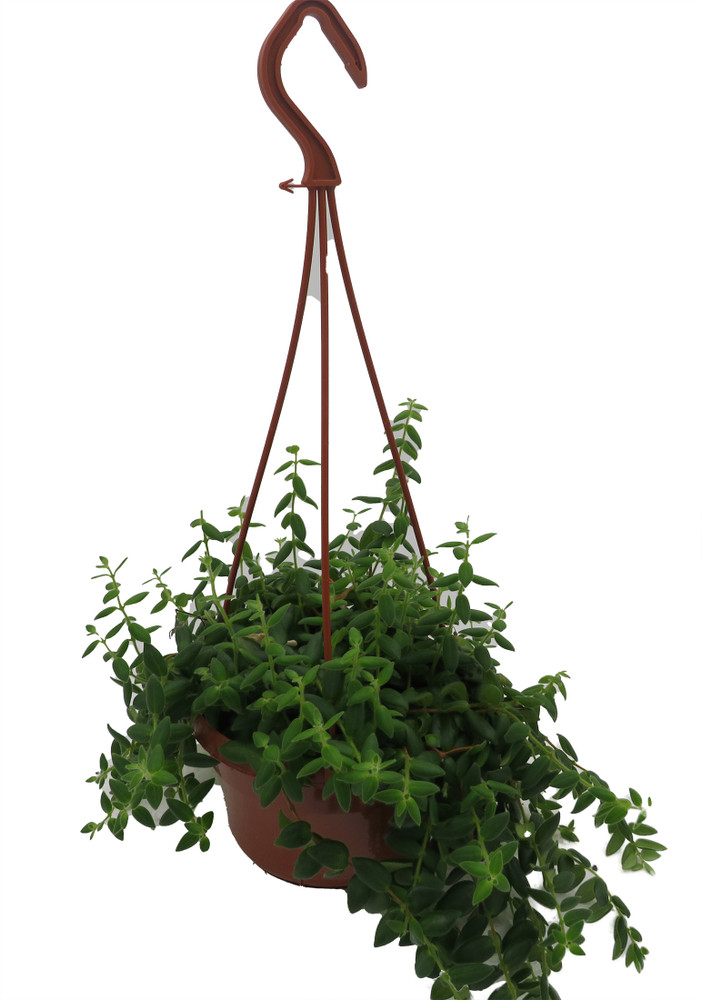 Small Leaf Lipstick Plant - 6" Hanging Basket - Aeschynanthus lobbianus gracilis