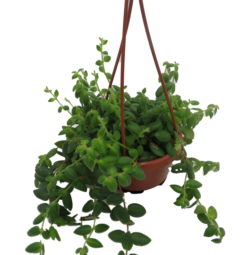 Lipstick Plant - 4" Mini Hanging Basket - Aeschynanthus lobbianus gracilis