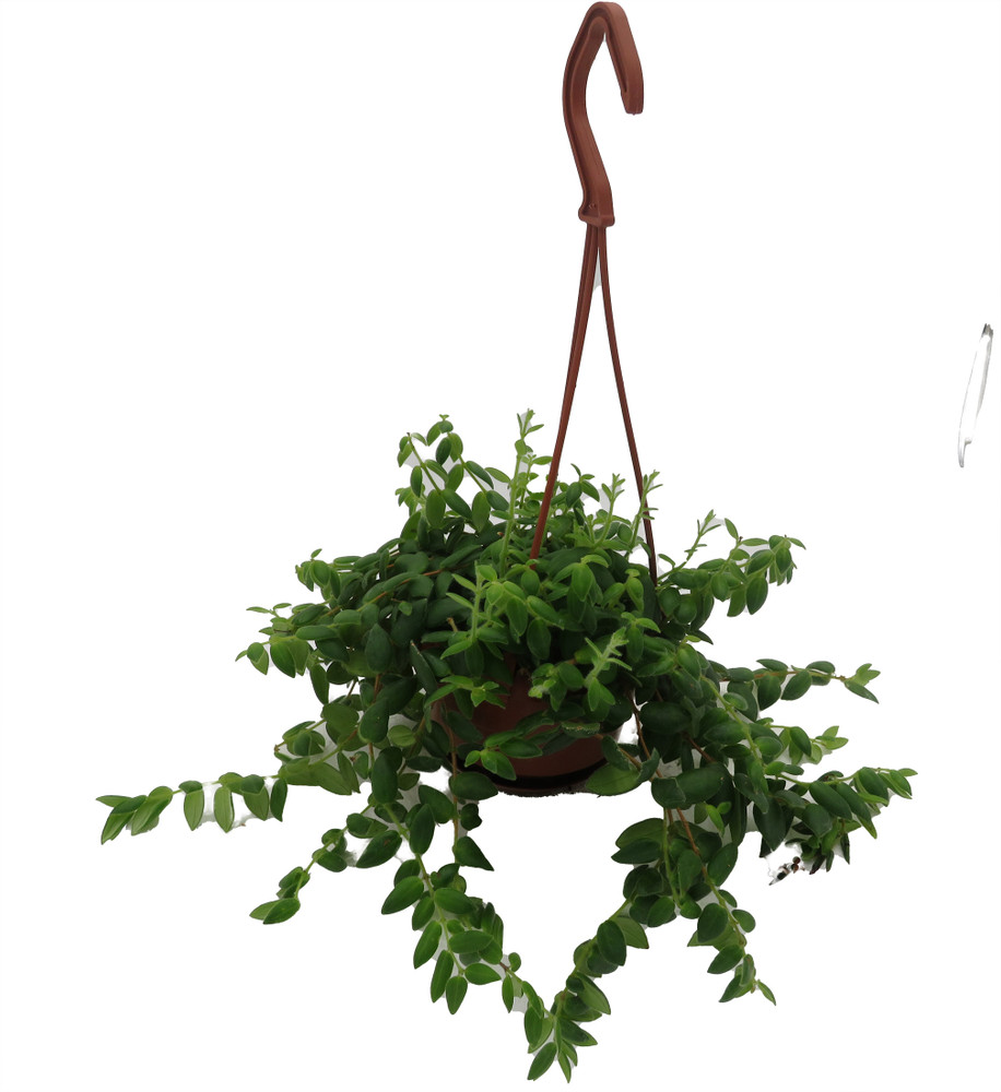 Lipstick Plant - 4" Mini Hanging Basket - Aeschynanthus lobbianus gracilis