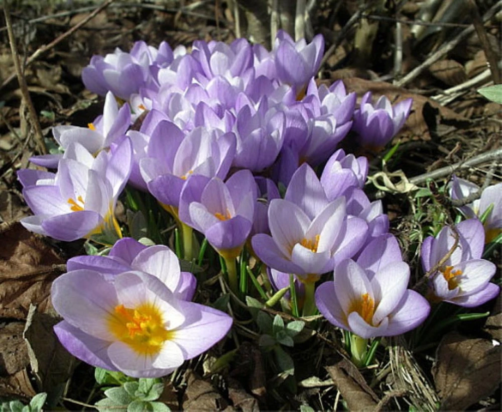 Firefly Snow Crocus - Very Hardy! - 5/+ cm Bulbs -20 Bulbs
