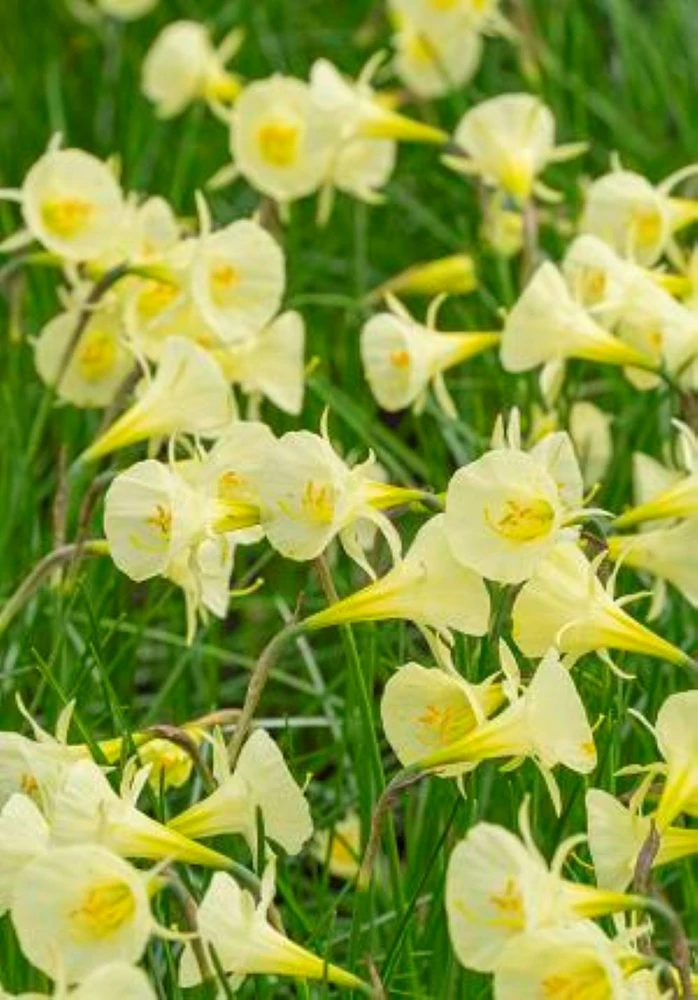 Arctic Bells Specie Daffodil - 7/+ cm Bulbs - 10 Bulbs