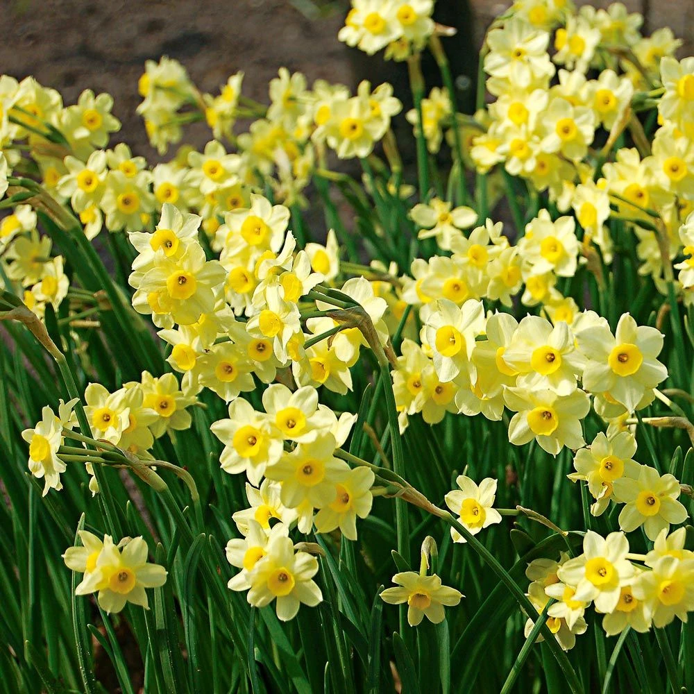 Minnow Tazetta Daffodil/Narcissus - 12/+ cm Bulbs - 10 Bulbs