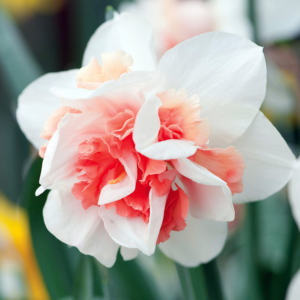 Replete Double Daffodil - Rosy Pink - 14/16 cm Bulbs - 5 Bulbs