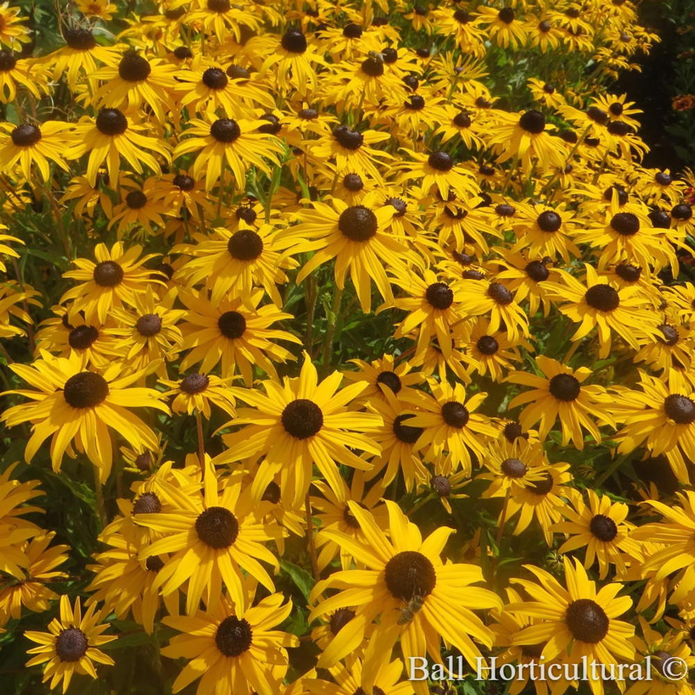 Goldblitz Black-Eyed Susan - Rudbeckia - Live Plant - Gallon Pot