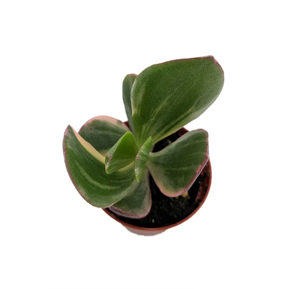 Cream & Green Jade Plant-Crassula ovata variegated - 3.25" Pot