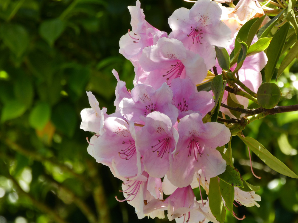 Yaku Prince Rhododendron - Very Hardy - Spectacular - 4" Pot