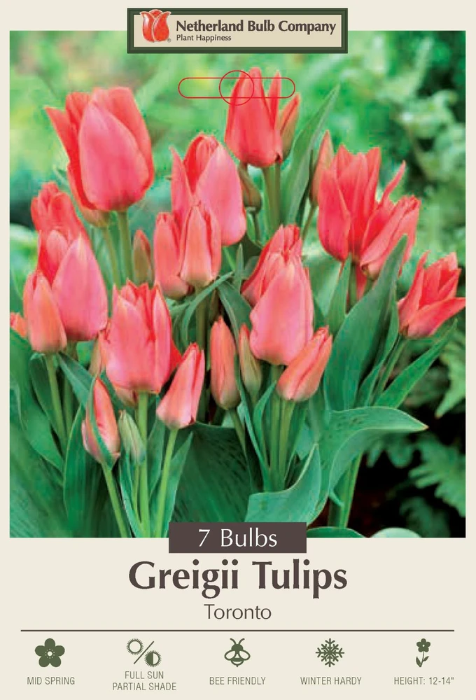 Toronto Greigii Tulip - 12/+cm Bulbs - Orange/Red Blooms - 7 Bulbs