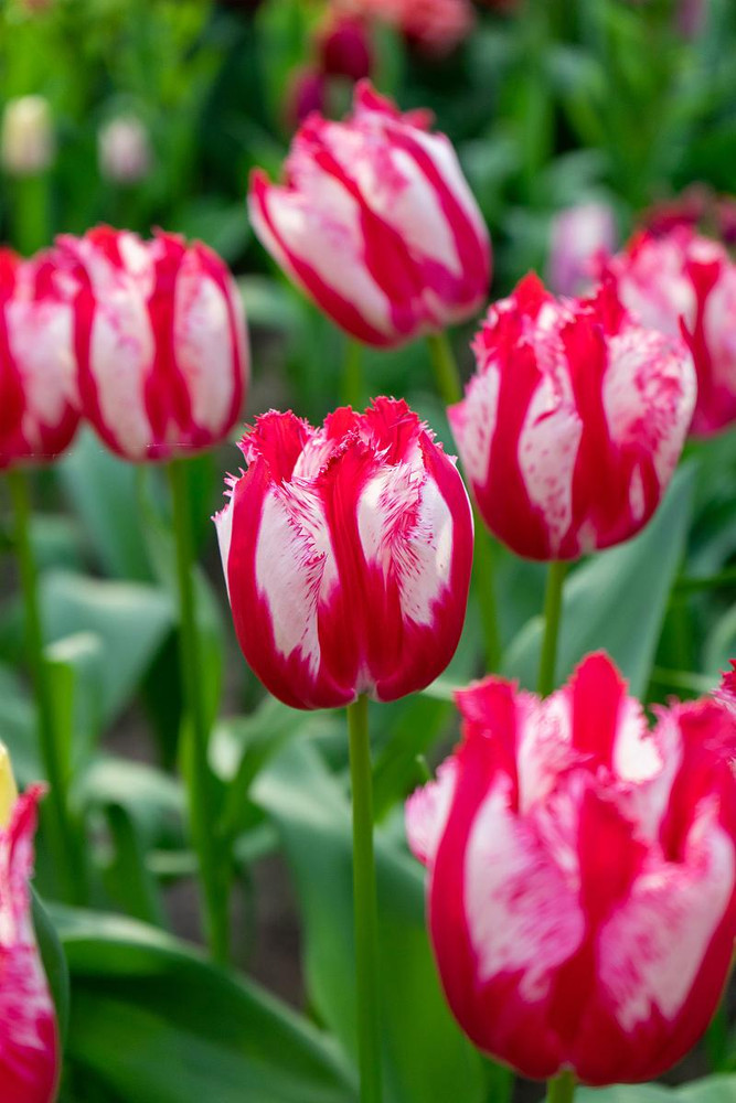Happy Clown Fringed Tulip 5 Bulbs - Red/White - 11/12 cm Bulbs