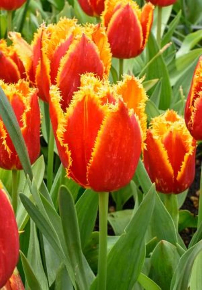 Fabio Fringed Tulip - Fiery Red and Yellow Blooms - 12/+ cm Bulbs - 5 Bulbs