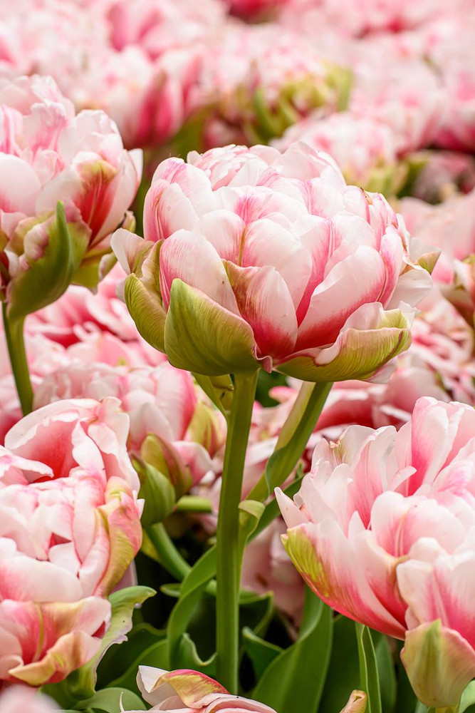 Chandelier Double Late Tulips 5 Bulbs - 11/12 cm Bulbs