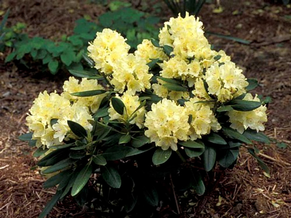 Capistrano Rhododendron - The Best Hardy Yellow Color - 4" Pot