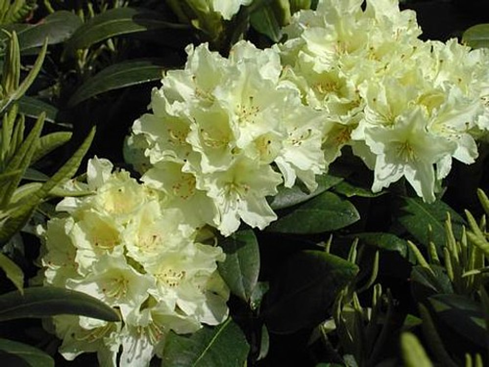 Capistrano Rhododendron - The Best Hardy Yellow Color - 4" Pot