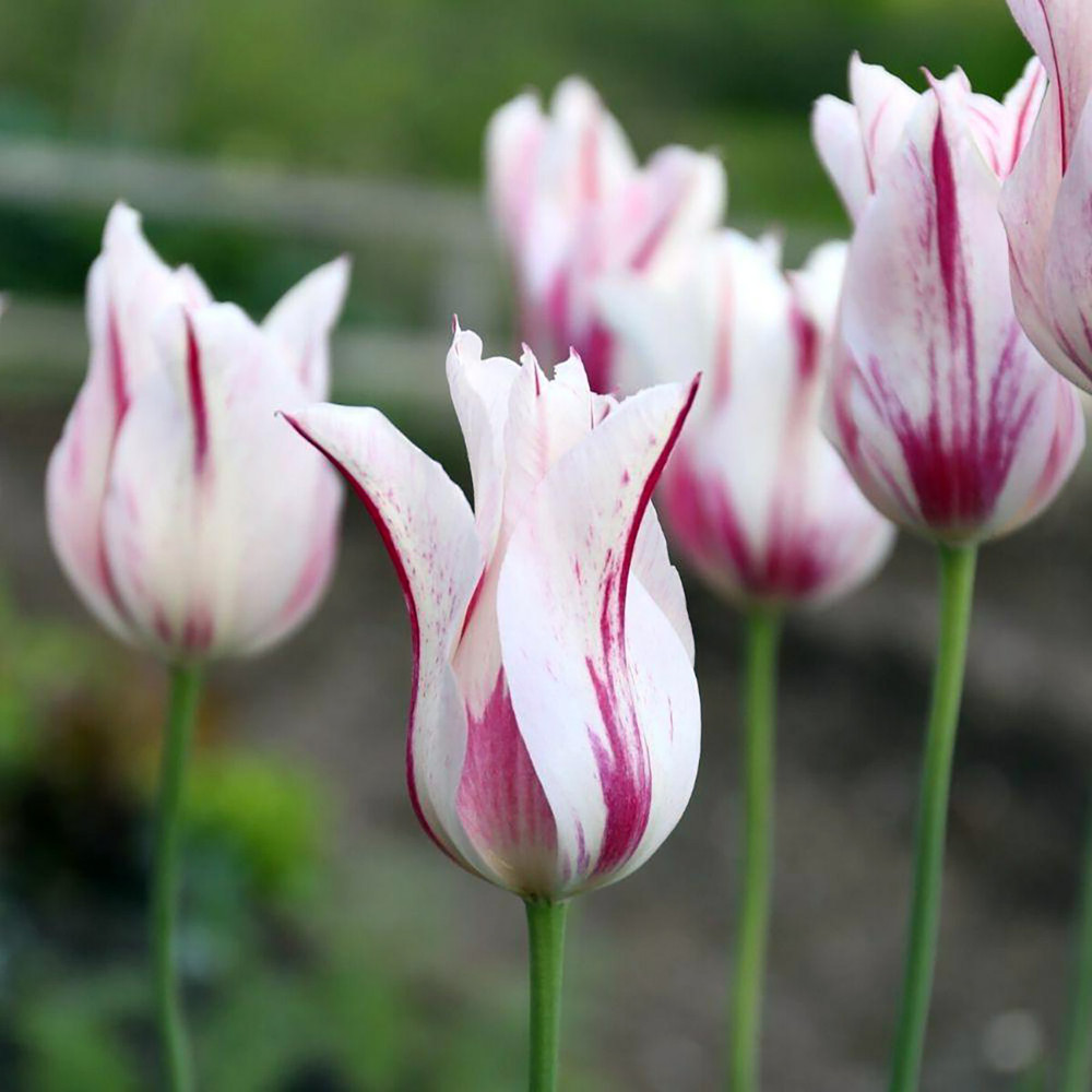 Marilyn Lily-Flowered Tulip - 12/+cm Bulbs -  5 Bulbs