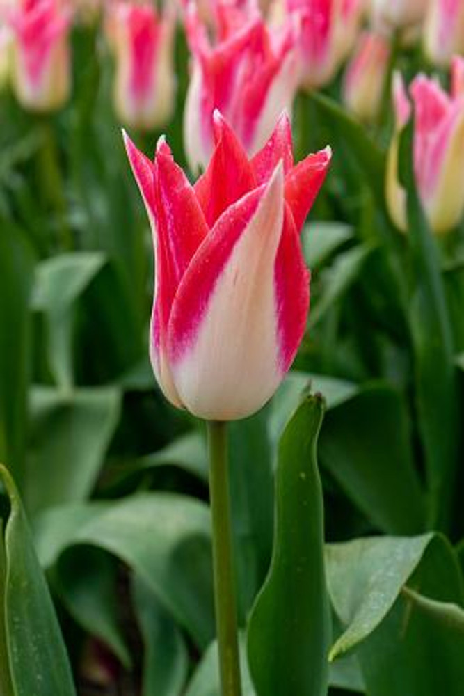 Strawberry Romanoff Lily-Flowered Tulip 5 Bulbs - 12/+cm Bulbs