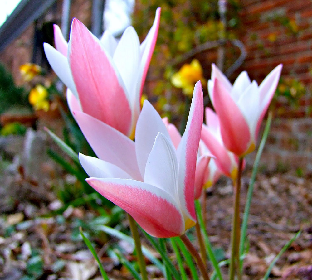 Lady Jane Perennial Tulip - Very Hardy! - 6/+ cm Bulbs - 8 Bulbs