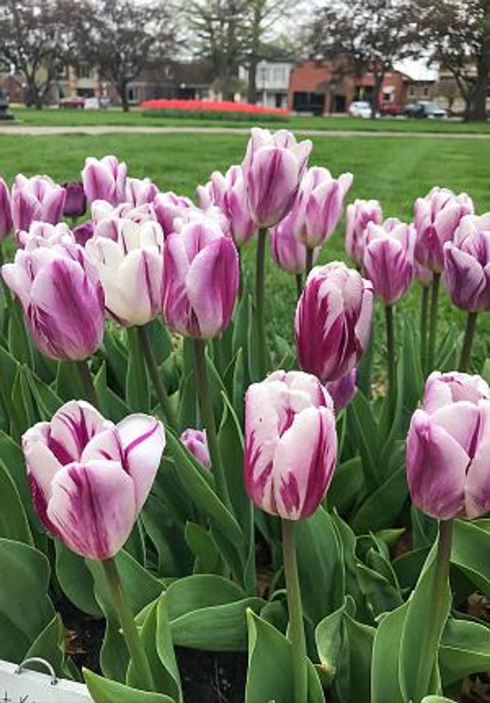 Flaming Prince Single Early Tulip - 12/+ cm Bulbs - 5 Bulbs