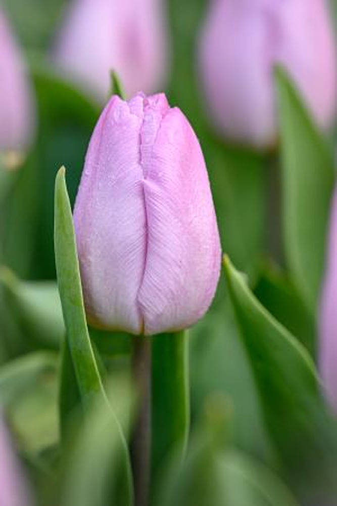 Candy Prince Single Early Tulip  - 12/+ cm Bulbs - 5 Bulbs