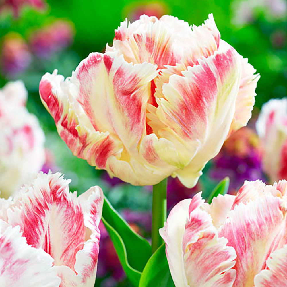 Blushing Parrot Tulip - Exotic - 12/+cm Bulbs -  5 Bulbs