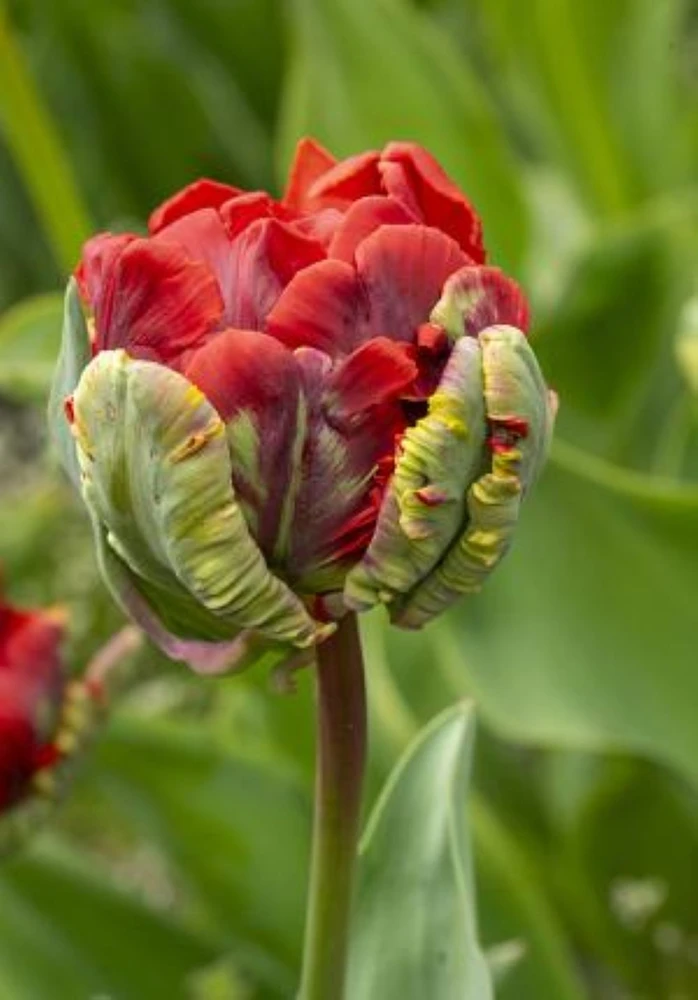 Double Rococo Parrot Tulip - Fire Red and Green - 11/12 cm Bulbs- 5 Bulbs