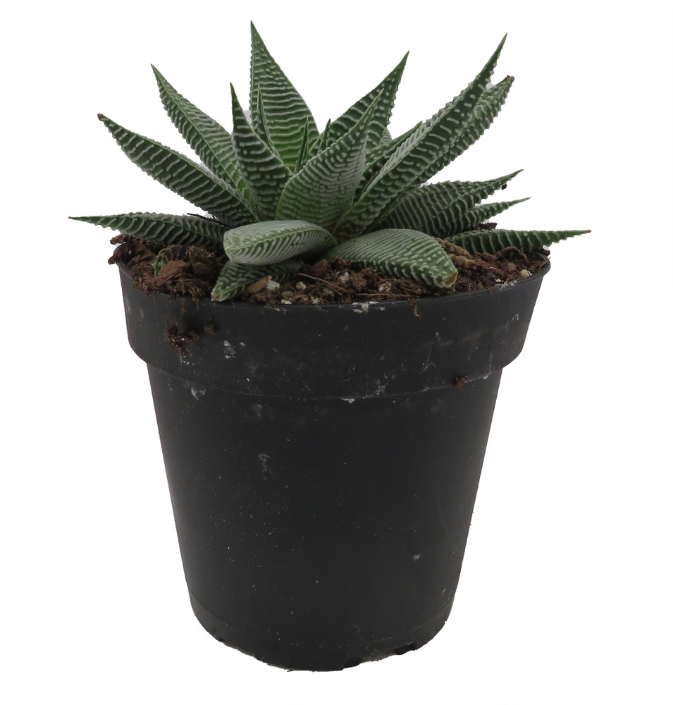 Miami Haworthia Succulent Plant - 4" Pot - Low Maintenance