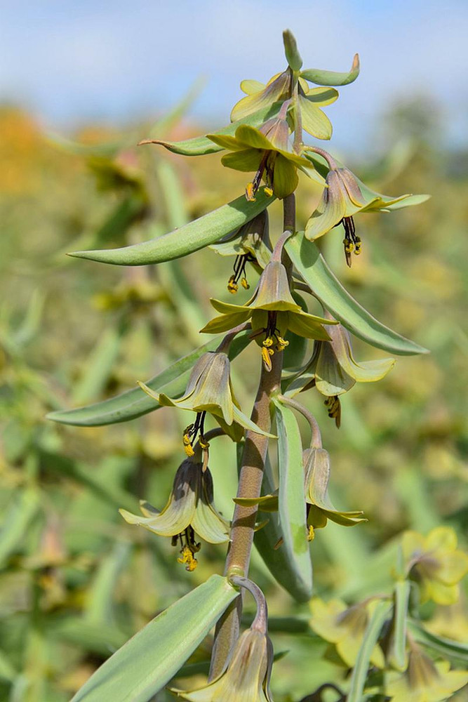 Fritillaria 'Green Eyes' - Persian Lily - Fritillaria sewerzowii - 20/+ cm Bulb - 1 Bulb