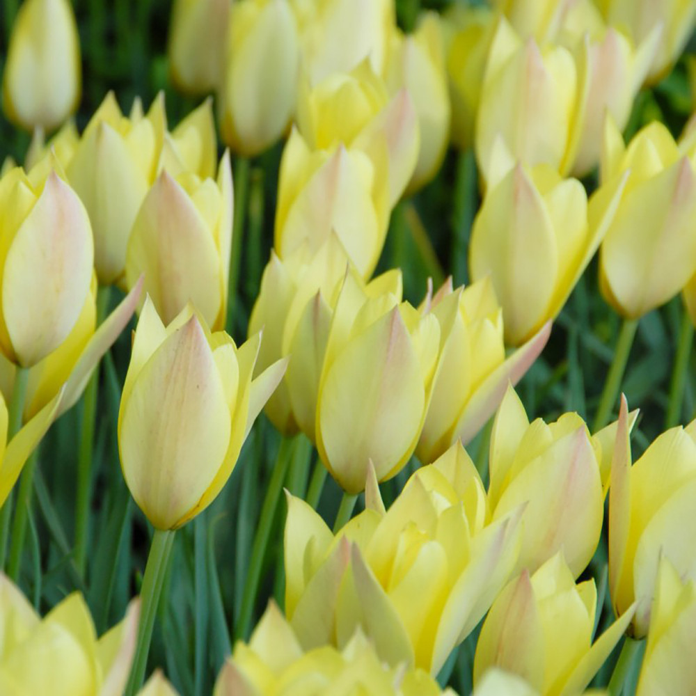 Honky Tonk Tulip batalinii - 10 Bulbs - 6/+ cm Bulbs