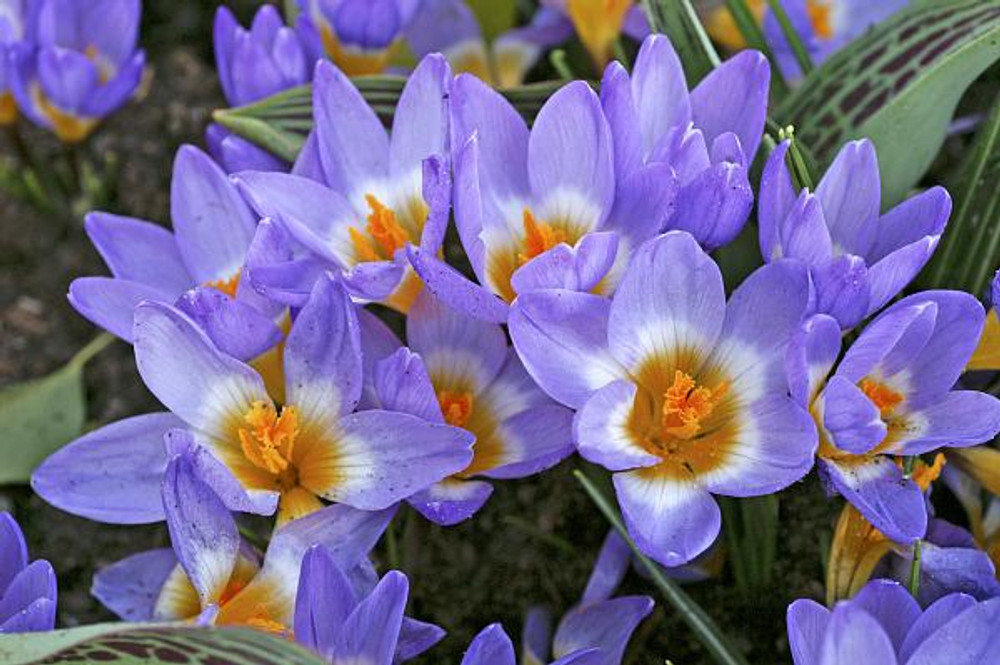 Crocus sieberi 'Tricolor' - Very Hardy! - 5/+ cm Bulbs -20 Bulbs