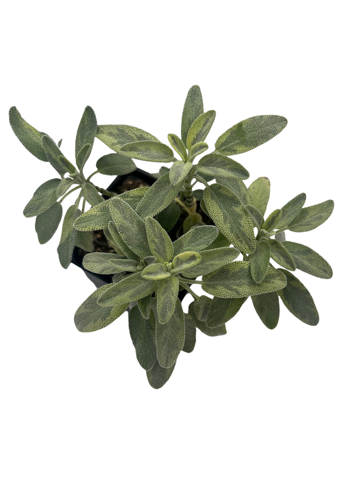 Variegated Berggarten Sage - Salvia officinalis - Live Plant -3" Pot