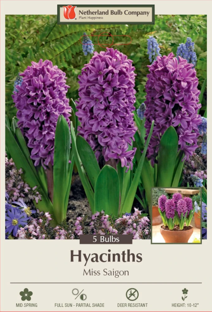 Miss Saigon Hyacinth - 5 Bulbs - 15/16 cm Bulbs