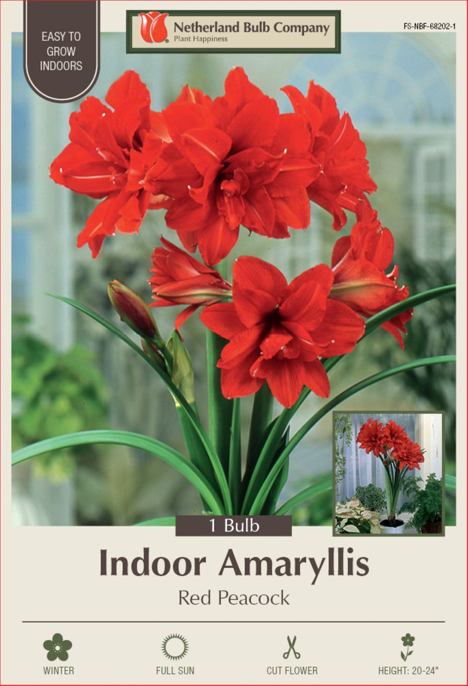 Red Peacock Double Amaryllis Bulb - Double Flower - One Bulb