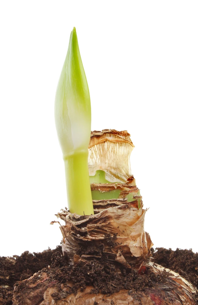 Cherry Nymph Amaryllis Bulb - Double Red - 34/+cm Bulb - One Bulb