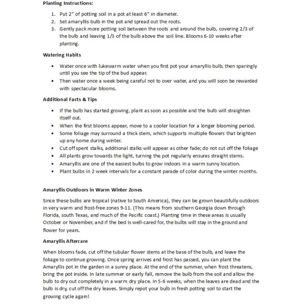 Flamed Amadeus Double Amaryllis - Double Flower - Large Bulb