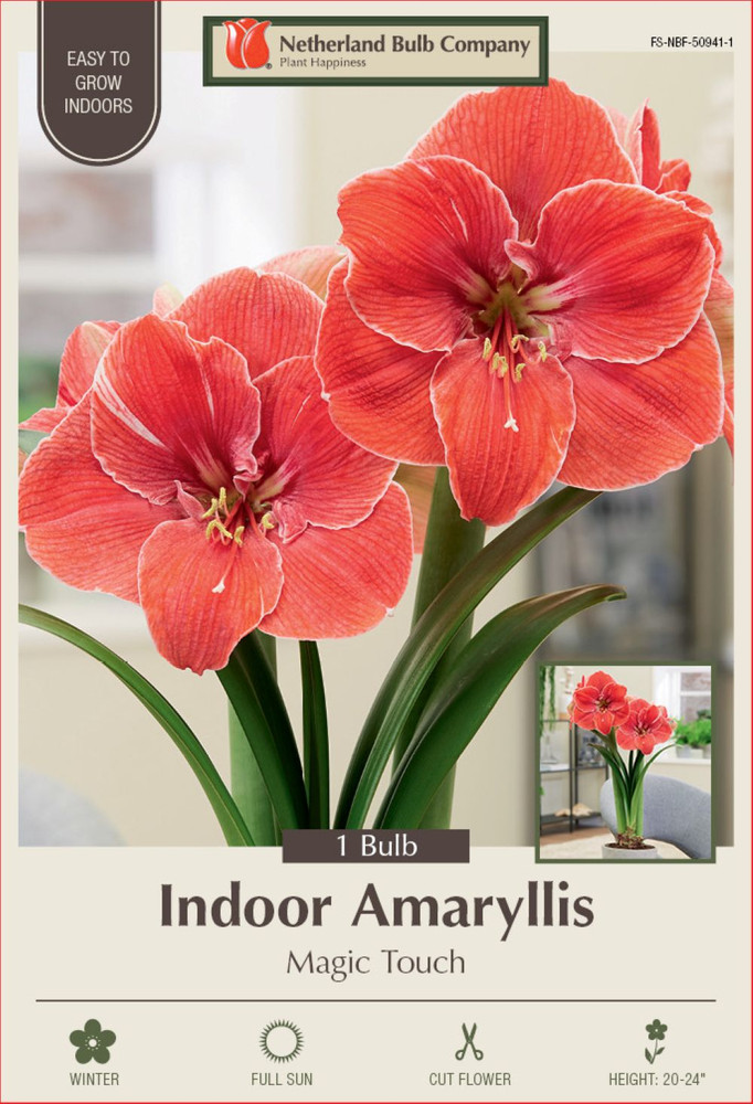 Magic Touch Giant Dutch Amaryllis Bulb - 32/34cm Bulb - One Bulb