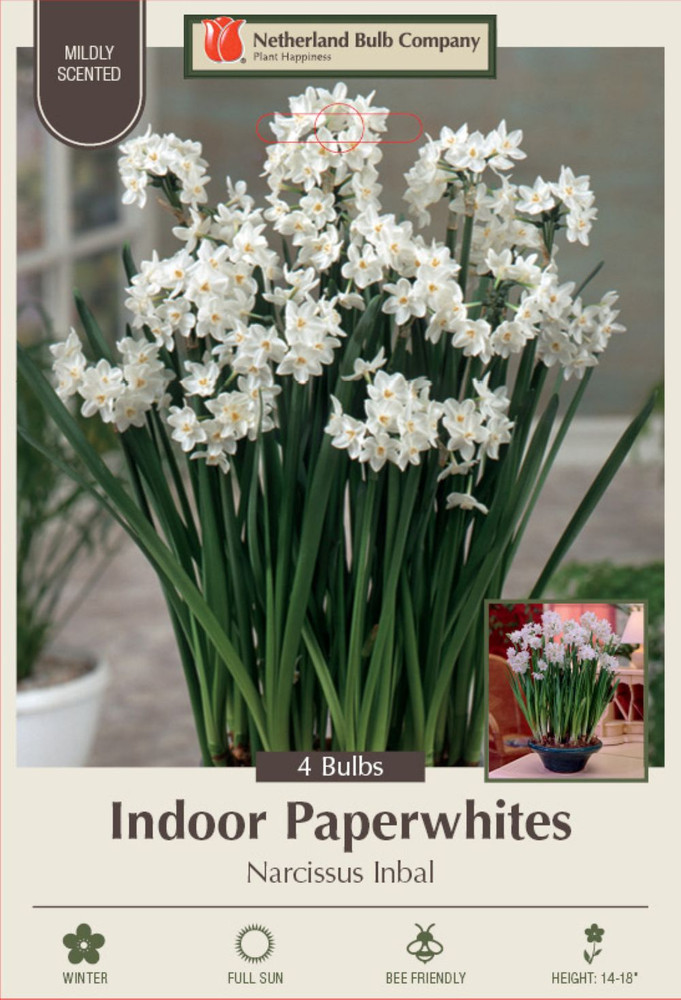Inbal Paperwhites Narcissus 4 Bulbs - 15/16cm Bulbs