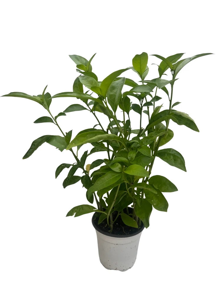 Ohio Grown Night Blooming Jasmine Plant - Cestrum nocturnum - 4" Pot