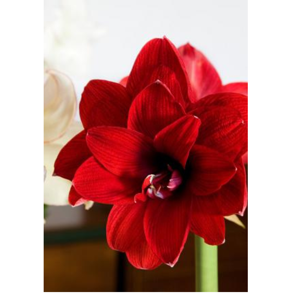 Giant Dutch Double Amaryllis Double Dragon - 34/36 cm Bulb - One Bulb