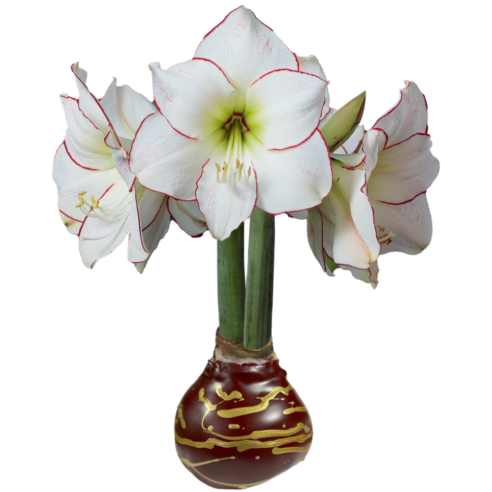 Picasso Burgundy with Gold Lacquer Splatter Waxed Jumbo Amaryllis - Holiday Blooms