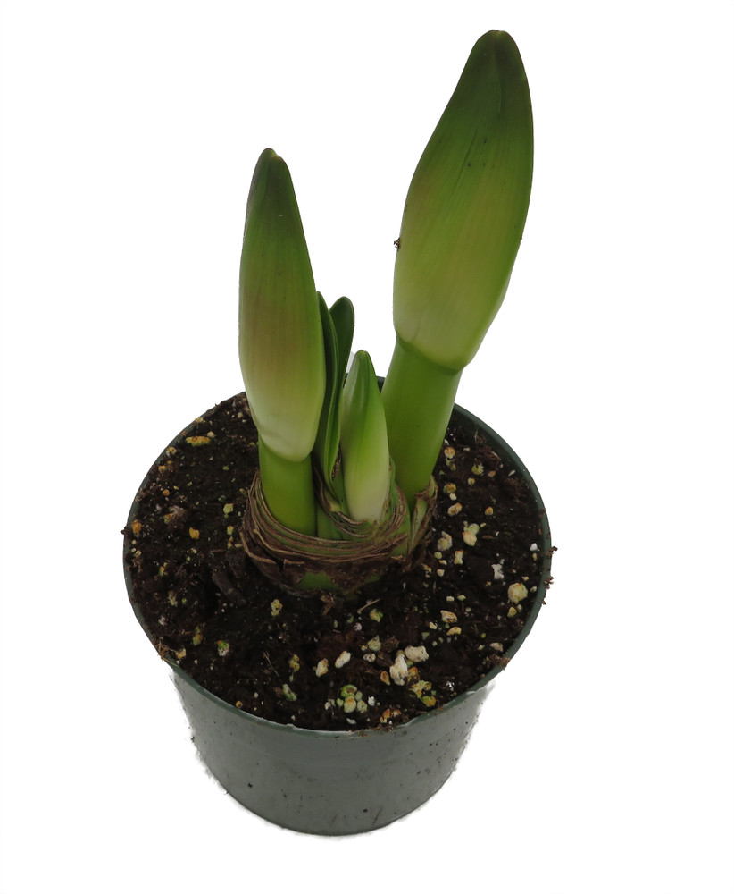 Grower's Choice Amaryllis Bulb Plant - 6" Pot