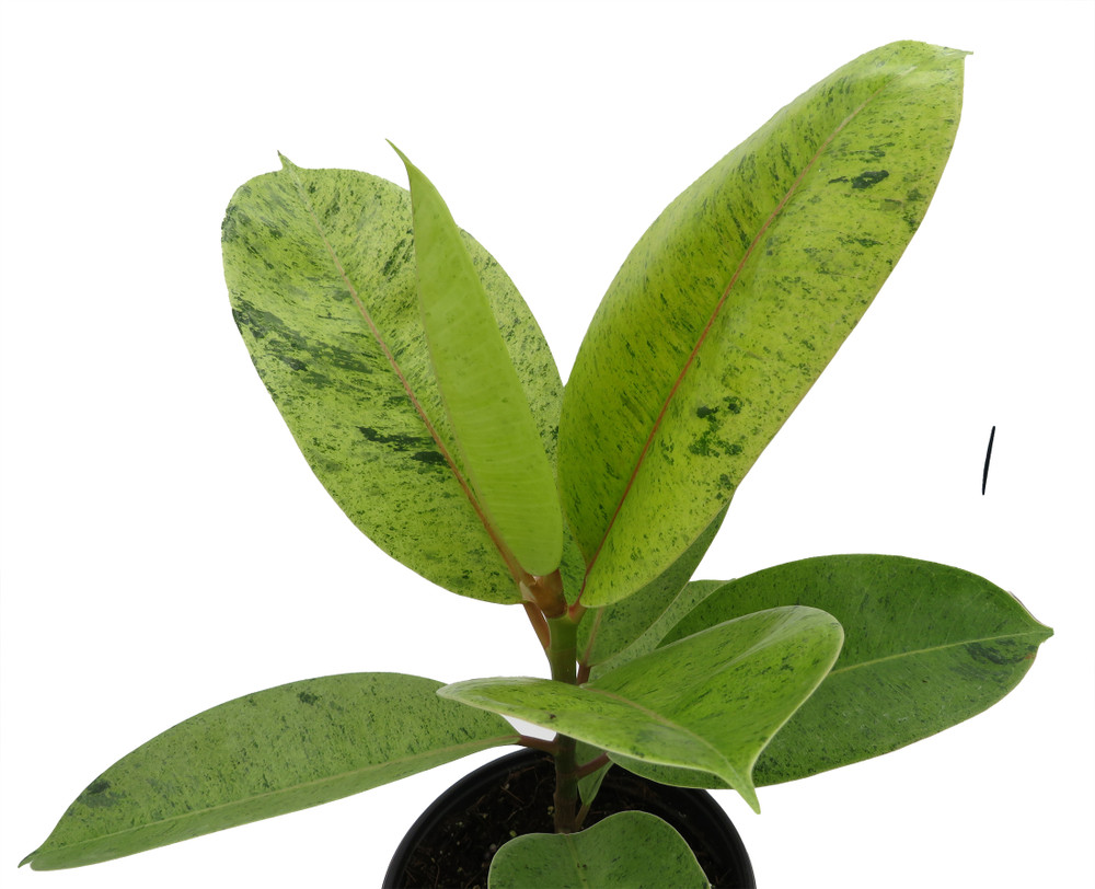 Rare Elastica 'shivereana' Ficus - Moonshine Rubber Tree  - 6" Pot