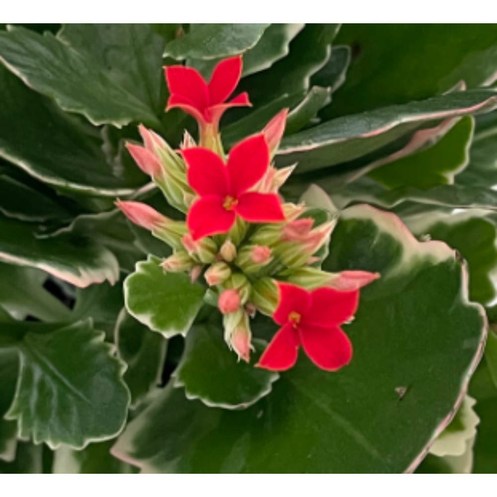 Kandy Kane Kalanchoe - 4" Pot - Festive Red Blooms/Variegated Leaves