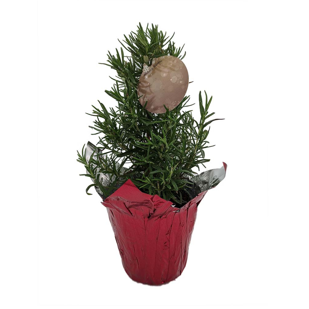 Rosemary Christmas Tree - 4" pot with Gift Tag / Pot Cover