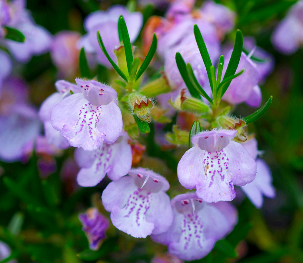 Rosemary Christmas Tree - 4" pot with Gift Tag / Pot Cover