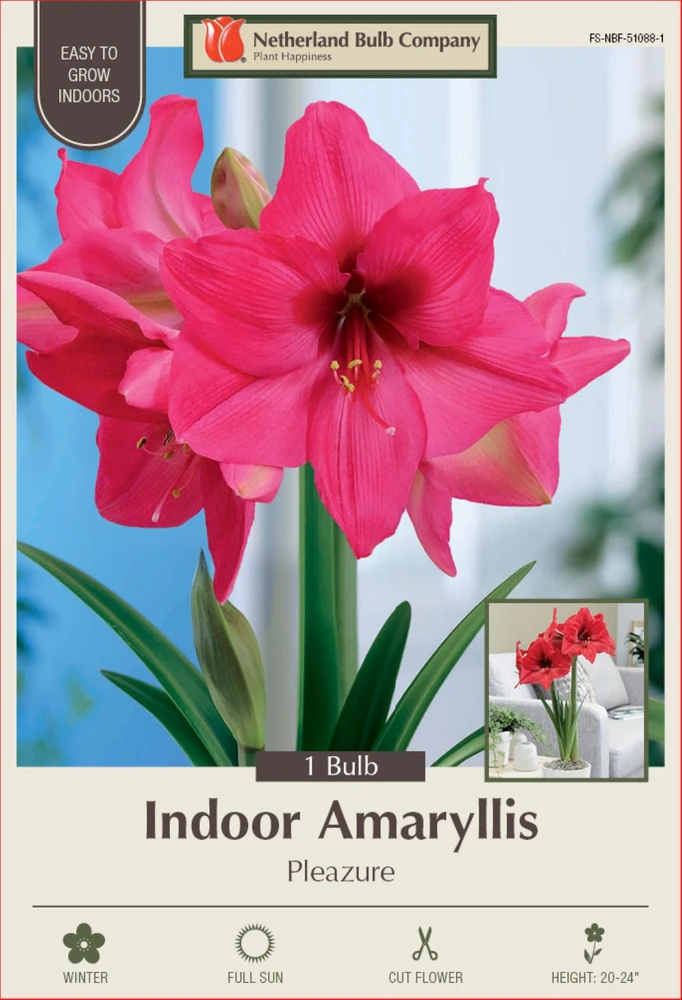 Pleazure Giant Dutch Amaryllis - 32/34cm Bulb - Bright Pink