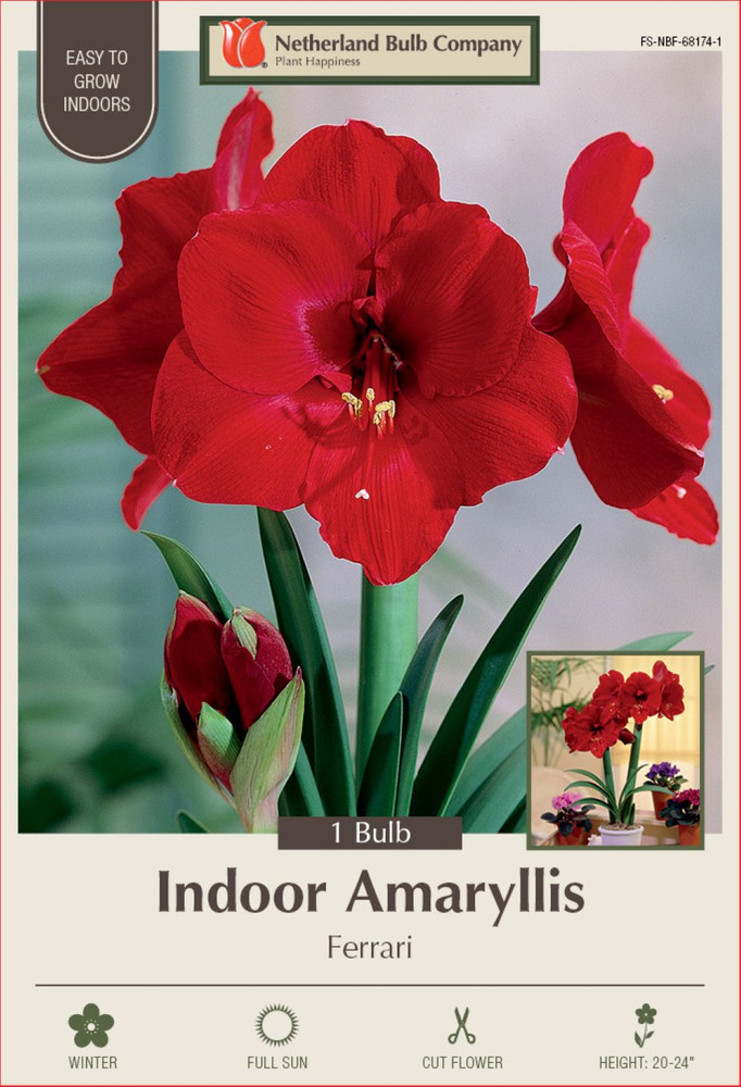 Ferrari Giant Dutch Amaryllis - 34/+ cm Bulb - Large Deep Red