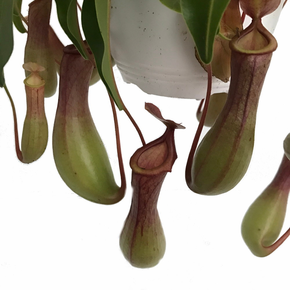Asian Pitcher Plant - Nepenthes - Carnivorous - Exotic - 6" Hanging Basket