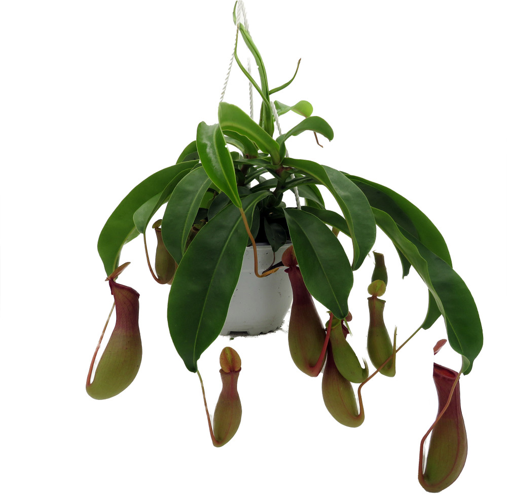 Asian Pitcher Plant - Nepenthes - Carnivorous - Exotic - 6" Hanging Basket