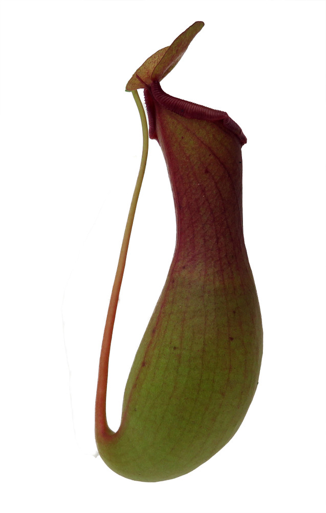 Asian Pitcher Plant - Nepenthes - Carnivorous - Exotic - 6" Hanging Basket