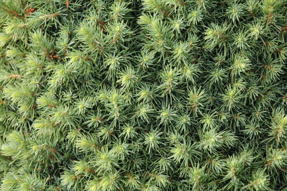 Dwarf Alberta Spruce - Picea - 6" pot - Very Hardy